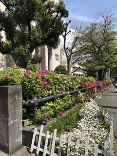 桜の後のツツジの風景