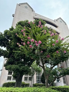 母校の百日紅(2024.7.16)photo by sekko